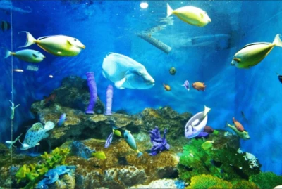 【クリスマスシーズンだけの期間限定企画♡】　ナイト江ノ島水族館デートコン☆ 開放感溢れる水族館でいつもと少し違う景色を堪能♪